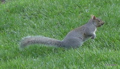 Sciurus carolinensis