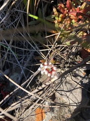Crassula setulosa jenkinsii