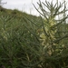 Astragalus aleppicus - Photo (c) Yael Orgad, some rights reserved (CC BY-NC), uploaded by Yael Orgad