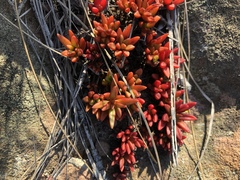 Crassula setulosa jenkinsii
