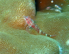 Helcogramma steinitzi