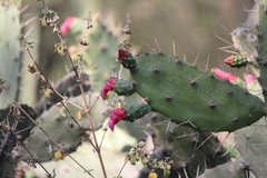 Opuntia dejecta