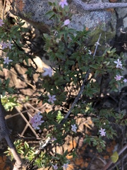 Otiophora cupheoides