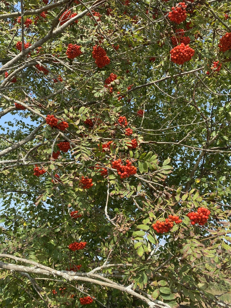 European Mountain Ash From Sackville NB Canada On September 28 2023   Large 