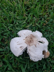 Chlorophyllum molybdites image