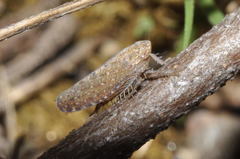 Phlepsius intricatus