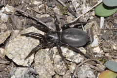 Gnaphosa lucifuga