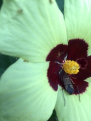 Hibiscus calyphyllus