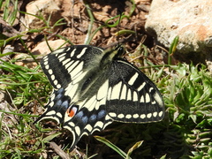 Papilio machaon melitensis