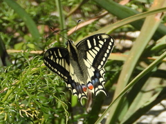 Papilio machaon melitensis
