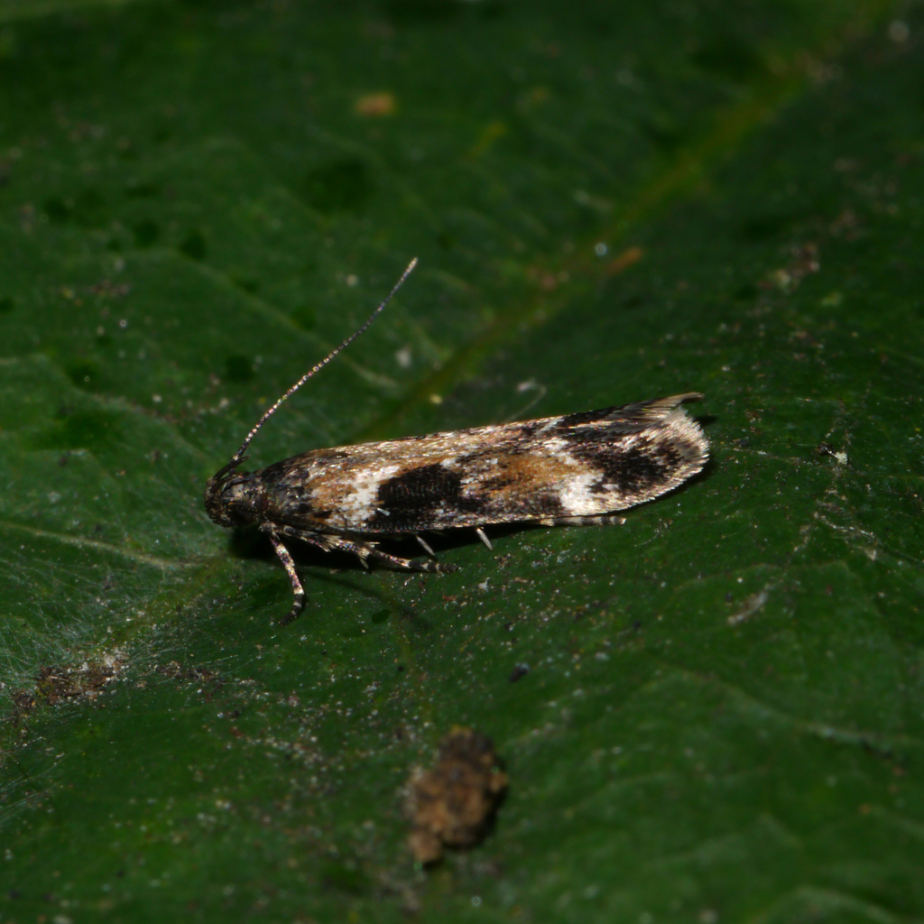 Caryocolum tricolorella