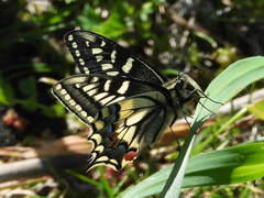 Papilio machaon melitensis