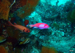 Pseudanthias pleurotaenia