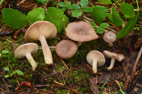 Coconut Milkcap
