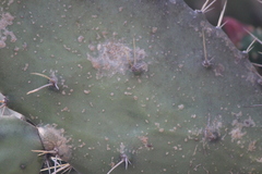 Opuntia dejecta