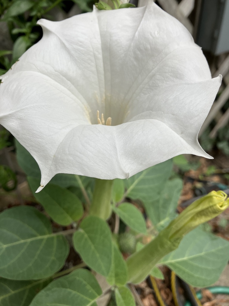 Sacred Datura from N Damen Ave, Chicago, IL, US on September 29, 2023 ...