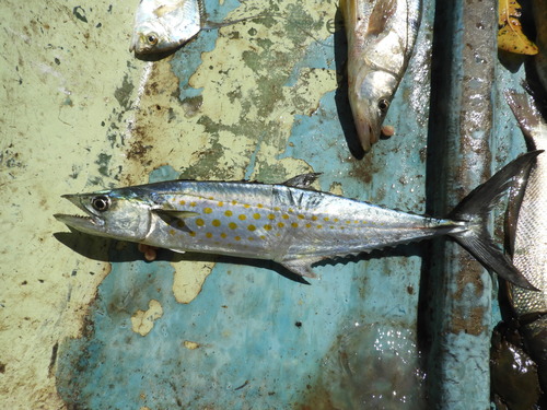 Sierra Mackerel