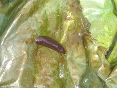 Haemopis sanguisuga