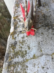 Anacridium aegyptium