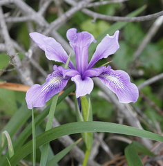Iris douglasiana