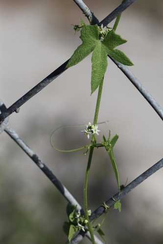 iNaturalist observation photo of Desert Starvine
