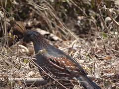 Callipepla douglasii