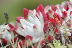 Dudleya farinosa