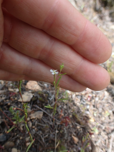 Image of Gayophytum diffusum by no rights reserved