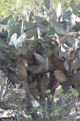 Image of Opuntia dejecta by (c) José Belem Hernández Díaz, some rights reserved (CC BY)