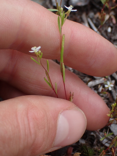 Image of Gayophytum diffusum by no rights reserved