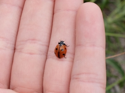 Seven-spotted Lady Beetle photographed in Wisconsin
