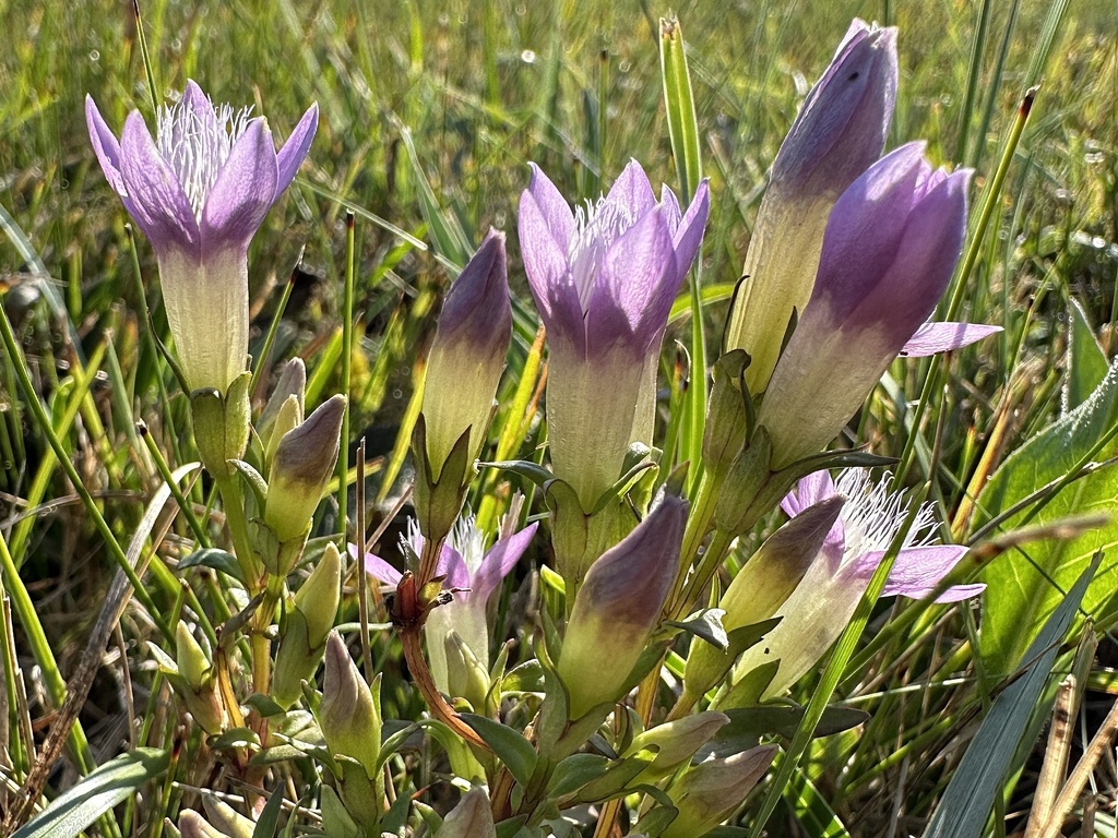Gentianella austriaca