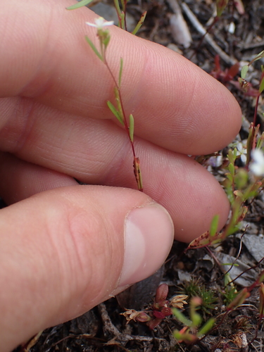 Image of Gayophytum diffusum by no rights reserved
