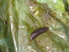 Haemopis sanguisuga