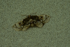 Omphisa anastomosalis