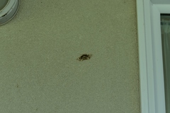 Omphisa anastomosalis