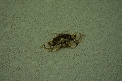 Omphisa anastomosalis