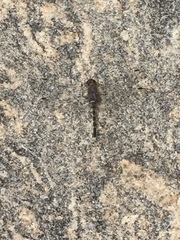 Bradinopyga geminata