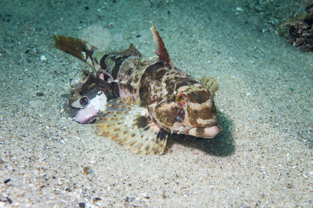 Lavender Sculpin
