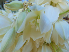 Yucca decipiens