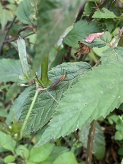 Nephrotoma suturalis