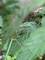 Nephrotoma suturalis