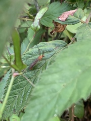 Nephrotoma suturalis