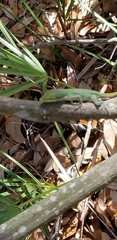 Anolis carolinensis