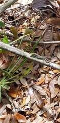Anolis carolinensis