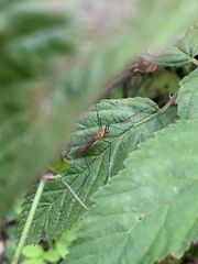 Nephrotoma suturalis