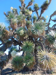 Yucca decipiens