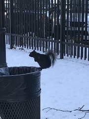 Sciurus carolinensis