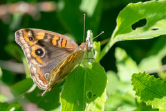 Junonia genoveva hilaris