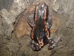 Phrynomantis bifasciatus